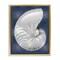 Stupell Industries Striped Nautilus on Blue Floating Frame By Caroline Kelly